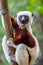 Verreaux sifaka close up, Propithecus verreauxi, Andasibe National Park, Madagascar