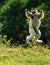 Verreaux Sifaka hopping bipedally in a forward and sideways movement in Madagascar