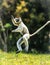 Verreaux Sifaka hopping bipedally in a forward and sideways movement in Madagascar