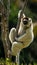 Verreaux Sifaka in Madagascar