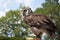 Verreauxs Milky Eagle Owl