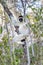 Verreauxs Sifaka, Propithecus verreauxi, Kirindy Forest, Madagascar wildlife animal