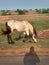 Verry sweet White horse inside road