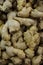 Versatile ginger rhizome or Zingiber officinale, aromatic and pungent hot spice with various uses