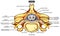 Vertebra parts and structure anatomy infographic diagram medical science education