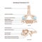 Vertebra prominens. Anatomy of the 7th cervical vertebra. C7.