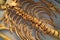 Vertebrae and ribs on woman skeleton