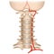 vertebral artery syndrome. Cervical spine.