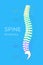 Vertebral Column. All Vertebrae Cervical Thoracic Lumbar Sacral