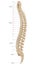 The vertebral column, also known as the backbone or spine. The human vertebral column and its regions Coccyx, Sacrum