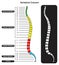 Vertebral column anatomy infographic diagram with spine vertebra