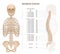 Vertebral Column Backbone Spine Labeled Chart