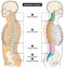 Vertebral column of human body anatomy infographic diagram medical science education spine vertebra