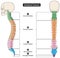 Vertebral column of human body anatomy infographic diagram medical science education spine vertebra