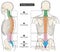 Vertebral column of human body anatomy infographic diagram medical science education spine vertebra