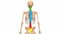 Vertebral Column of Human Skeleton System Anatomy Animation Concept