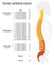 Vertebral Column Names Spine