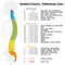 Vertebral Column Reflexology Chart