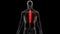 Vertebral Column Thoracic Vertebrae of Human Skeleton System Anatomy Animation Concept