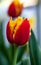 Vertical Abstract background. Closeup Beautiful red tulip. Flowerbackground, gardenflowers. Garden flowers