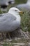Vertical of adult Ring billed Gull, Larus delawarensis, sheltering chick