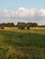 Vertical - Ag background beef cattle in late afternoon