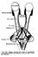 Vertical anatomy drawing and text of the eye, from the 19th-century