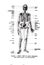 Vertical anatomy drawing and text of the front view of a male skeleton from the 19th-century