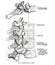 Vertical anatomy drawing and text of the peculiar thoracic vertebrae, from the 19th century