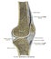 Vertical anatomy drawing and text of the sagittal section of right knee joint,from the 19th century