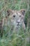 Vertical artistic out-of-focus shot of a cape lion in the grass blurred background