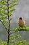 Vertical of an Austral Thrush, Turdus falcklandii, perched on a branch