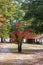 Vertical of autumn trees near an alcove at a lake at Cheraw State Park in Chesterfield County