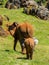 Vertical back view of a large brown elephant and a baby elephant walking through a field