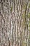 vertical background - bark of old maple tree