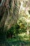 Vertical background with branches of plants butia capitata is close