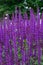 Vertical background made of group of violet flowers Salvia nemorosa