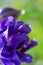 Vertical background made of violet wet flower of granny`s bonnet with water drops