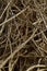 Vertical background of tangled wisteria vines