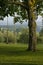 Vertical: Backyard Tree Swing in Tuscany, Italy.