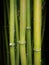 Vertical Bamboo Stems