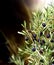 Vertical banner with ripe black olives on olive tree. Olive branch close up on abstract background