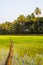 Vertical beautiful shot of grain field in India on a sunny day