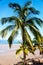 Vertical beautiful shot of growing palms on the seashore under a blue sky