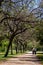 Vertical beautiful shot of an old couple walking in a green park with lines trees