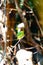 Vertical of a black-cheeked lovebird perched on a tree branch.