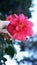 Vertical blooming camellia flowers in an old English park