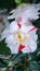 Vertical blooming camellia flowers in an old English park