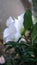 Vertical blooming camellia flowers in an old English park