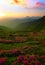 Vertical blooming nature summer image, attractive mountains sunrise view on meadow in mountains ped pink flowers on background gre